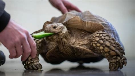 frank the tank tortoise|frank the tank turtle.